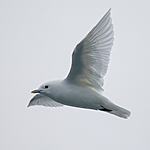 KA_130815_2951 / Pagophila eburnea / Ismåke