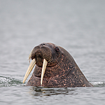 KA_130815_2981 / Odobenus rosmarus / Hvalross