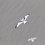 KA_130817_3560 / Rissa tridactyla / Krykkje