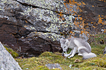 KA_130817_3614 / Vulpes lagopus / Fjellrev