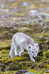 KA_130817_3636 / Vulpes lagopus / Fjellrev