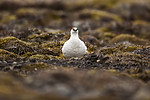 KA_140608_1867 / Lagopus muta hyperborea / Svalbardrype