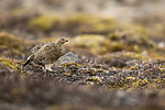 KA_140608_1869 / Lagopus muta hyperborea / Svalbardrype