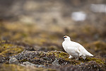 KA_140608_1871 / Lagopus muta hyperborea / Svalbardrype