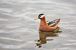 KA_140609_1906 / Phalaropus fulicarius / Polarsvømmesnipe