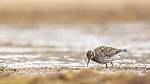 KA_140609_1935 / Calidris maritima / Fjæreplytt