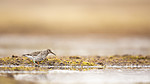 KA_140609_1939 / Calidris maritima / Fjæreplytt