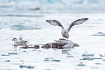 KA_140610_2027 / Fulmarus glacialis / Havhest