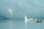 KA_140610_2105 / Fulmarus glacialis / Havhest <br /> Larus glaucoides / Grønlandsmåke