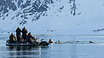 KA_140611_3255 / Odobenus rosmarus / Hvalross