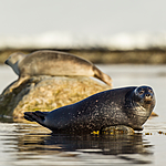 KA_140612_3939 / Phoca vitulina / Steinkobbe