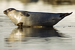 KA_140612_3971 / Phoca vitulina / Steinkobbe