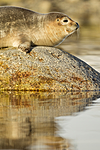 KA_140612_3981 / Phoca vitulina / Steinkobbe