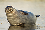 KA_140612_4001 / Phoca vitulina / Steinkobbe