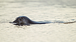 KA_140612_4018 / Phoca vitulina / Steinkobbe
