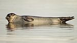 KA_140612_4025 / Phoca vitulina / Steinkobbe