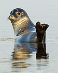 KA_140612_4039 / Phoca vitulina / Steinkobbe