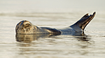 KA_140612_4042 / Phoca vitulina / Steinkobbe