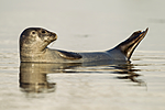 KA_140612_4064 / Phoca vitulina / Steinkobbe