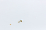KA_140613_4163 / Ursus maritimus / Isbjørn