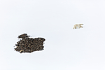 KA_140613_4167 / Ursus maritimus / Isbjørn