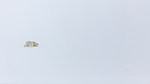 KA_140613_4179 / Ursus maritimus / Isbjørn
