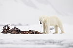 KA_140614_4668 / Ursus maritimus / Isbjørn