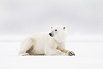 KA_140614_4691 / Ursus maritimus / Isbjørn
