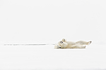KA_140614_4708 / Ursus maritimus / Isbjørn