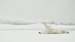 KA_140614_4746 / Ursus maritimus / Isbjørn