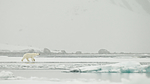 KA_140614_4747 / Ursus maritimus / Isbjørn