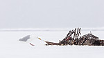 KA_140614_4752 / Larus hyperboreus / Polarmåke