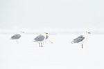 KA_140614_4755 / Larus hyperboreus / Polarmåke