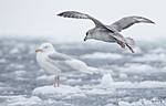 KA_140614_4766 / Fulmarus glacialis / Havhest <br /> Larus hyperboreus / Polarmåke