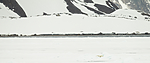 KA_140614_4779 / Ursus maritimus / Isbjørn