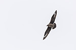 KA_140614_4781 / Stercorarius skua / Storjo