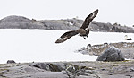 KA_140614_4782 / Stercorarius skua / Storjo