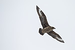 KA_140614_4784 / Stercorarius skua / Storjo