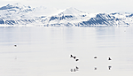 KA_140616_5435 / Fratercula arctica / Lunde