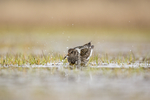 KA_140616_5503 / Calidris maritima / Fjæreplytt