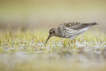 KA_140616_5507 / Calidris maritima / Fjæreplytt