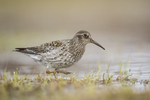 KA_140616_5509 / Calidris maritima / Fjæreplytt