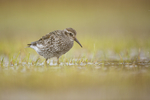 KA_140616_5520 / Calidris maritima / Fjæreplytt