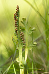 KA_140625_5936 / Botrychium matricariifolium / Huldrenøkkel