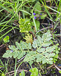 KA_140625_5942 / Botrychium multifidum / Høstmarinøkkel