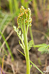 KA_140625_5945 / Botrychium matricariifolium / Huldrenøkkel