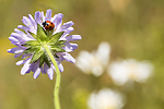 KA_140702_1244 / Coccinella quinquepunctata / Fem-prikket marihøne <br /> Knautia arvensis / Rødknapp
