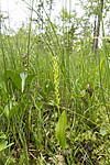 KA_140706_6040 / Microstylis monophyllos / Knottblom
