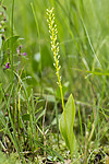 KA_140706_6050 / Microstylis monophyllos / Knottblom