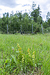 KA_140716_29 / Botrychium lunaria / Marinøkkel